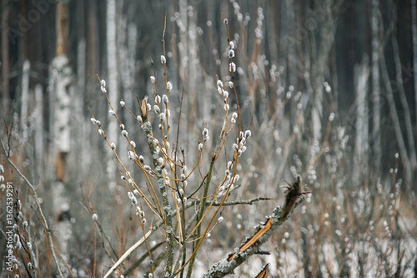 Obraz beautiful willows with buds