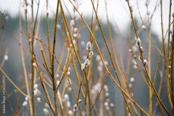 Obraz beautiful willows with buds