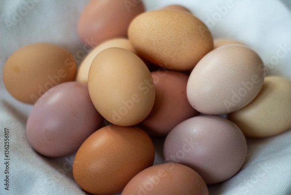 Fototapeta Assortment of Chicken Eggs in Natural Light