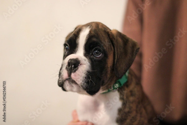 Fototapeta Beautiful cute funny  little brindle boxer puppy with white marks is posing inside in studio, nice portrait