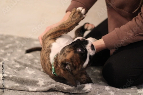 Fototapeta funny cute little brindle boxer puppy with white marks is posing inside in studio