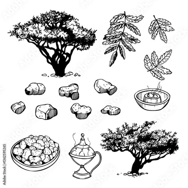 Obraz Hand-drawn Boswellia sacra ( Boswellia carteri, the frankincense tree, the olibanum tree ). Vector sketch  illustration.