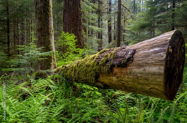 Obraz Dead log in Olympic National Park