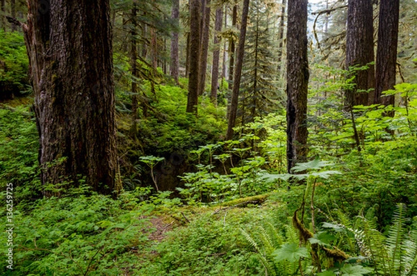 Obraz Olympic National Park rainforest