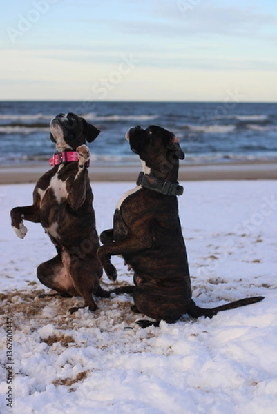 Fototapeta Two beautiful brindle boxer dogs are sitting outside at the sea, posing, great background