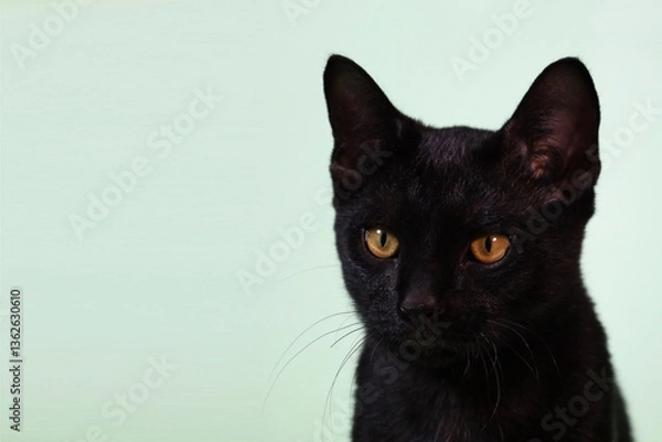 Obraz A black cat on a light blue backdrop.