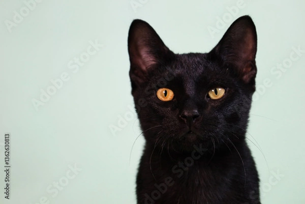 Obraz A black cat with intense eyes on a light blue backdrop.