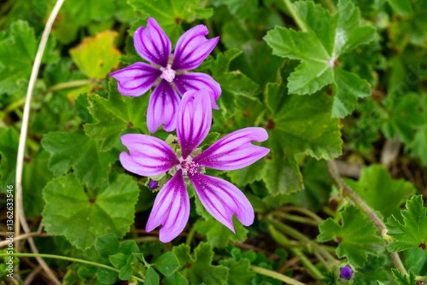 Fototapeta Cheeses. Malva sylvestris is a species of the mallow genus Malva, of which it the type species. Known as common mallow to English-speaking Europeans, it acquired the common names of cheeses, high mal