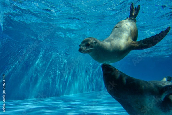 Obraz 水中を気持ち良さそうに泳ぐアザラシ