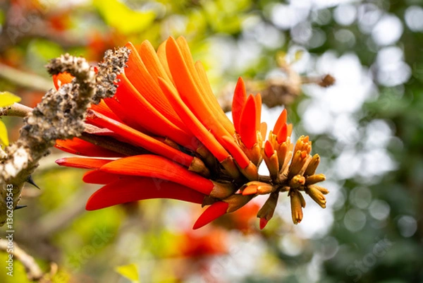 Fototapeta Erythrina lysistemon is a species of deciduous tree in the pea family, Fabaceae. It is native to South Africa. Common names include common coral-tree, lucky bean tree, umsintsi, muvhale, mophete, kora