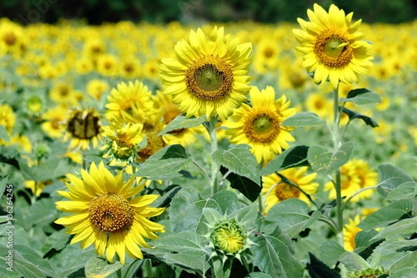 Obraz Yellow Sunflower Blooming Through the fields