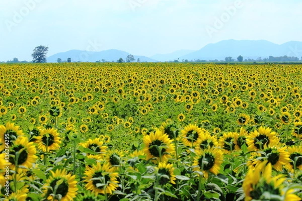 Obraz Yellow Sunflower Blooming Through the fields