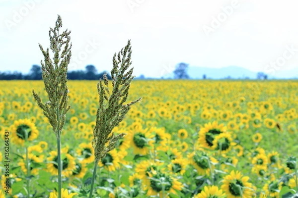 Obraz Sorghum Awn With Yellow Sunflower Fields Background