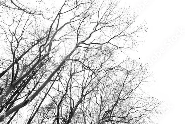 Fototapeta isolated tree trunks on white background