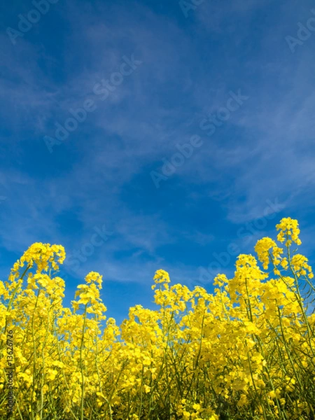 Obraz Rapeseed field