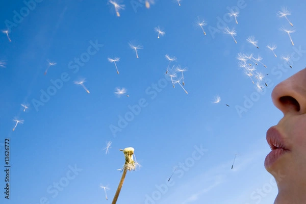 Fototapeta Pusteblume