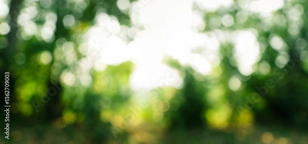 Obraz Green bokeh of forest and trees with light