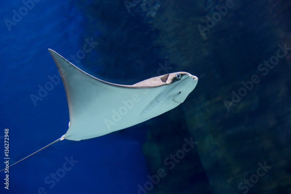 Obraz Морской скат 