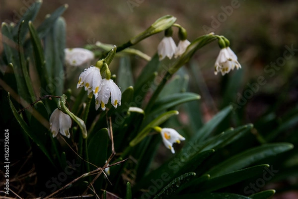 Fototapeta  Snowdrops covered by raindrops in the mountain forests of Romania. Spring is coming
