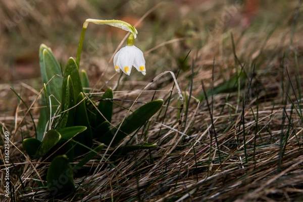 Fototapeta  Snowdrops covered by raindrops in the mountain forests of Romania. Spring is coming