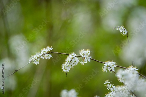 Obraz Fleurs blanches