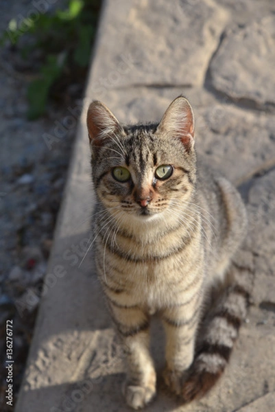 Fototapeta brown catwith stripes looking 