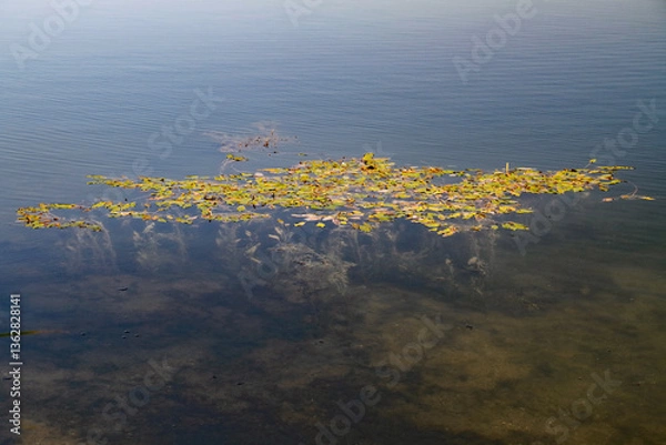 Obraz some lily pads floating on the clear water of a lake