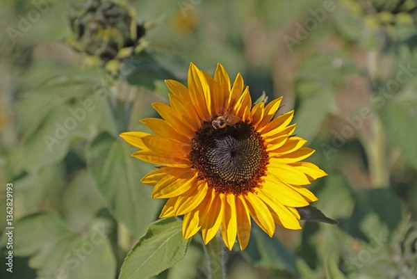 Obraz A sunflower with a bee in the sunlight casts its shadow