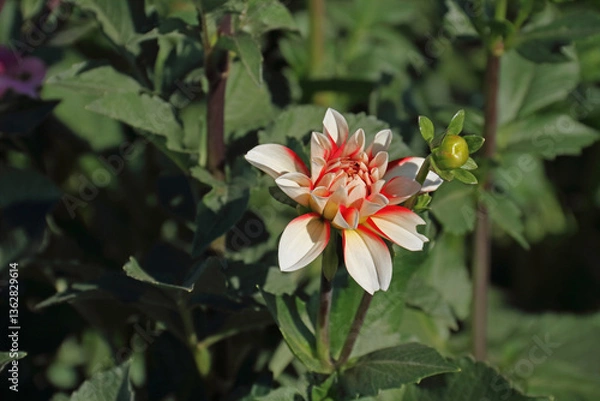 Obraz Dahlias or georgines in full bloom in the sunshine