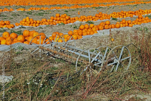 Obraz bright pumpkin fruit in the field in autumn in the sunlight