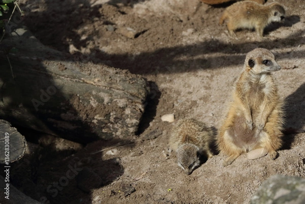 Obraz Meerkat in the midday sun with young animal sitting on a stone