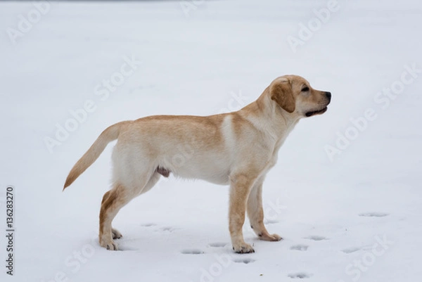 Obraz Standing labrador in snow