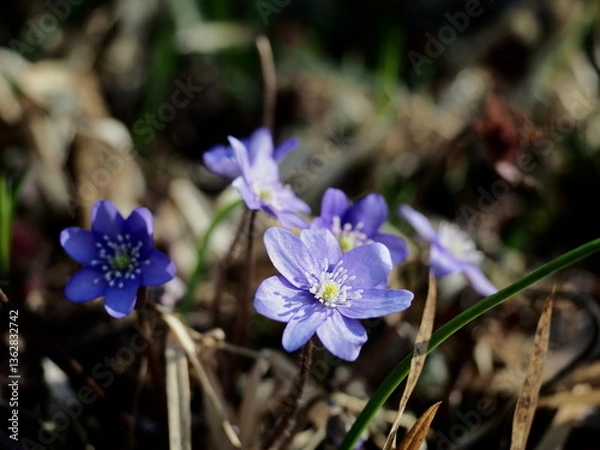 Obraz kwiaty, wiosna