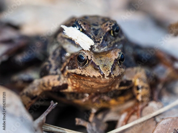 Obraz OLYMPUS DIGITAL CAMERA