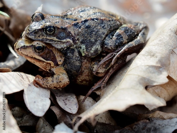 Obraz OLYMPUS DIGITAL CAMERA