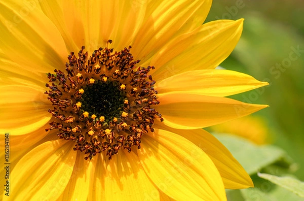 Obraz Sunflower closeup macro