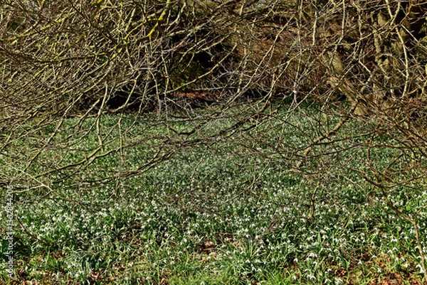 Obraz Schneeglöckchenzeit