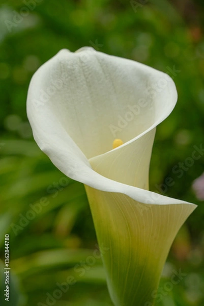 Obraz Arum Lily closeup