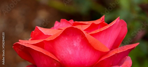 Obraz Rose buds closeup macro