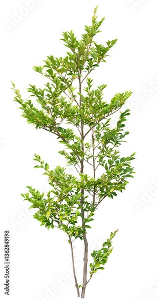 Obraz ネズミモチ