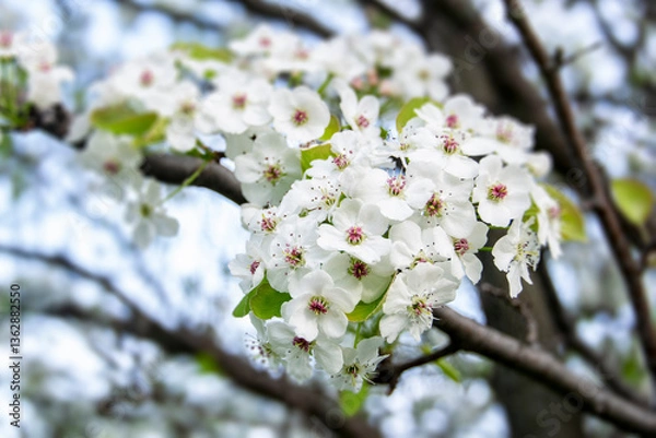 Fototapeta Cherry Blossom