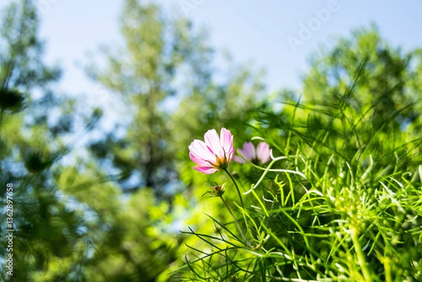 Fototapeta Garden Flower