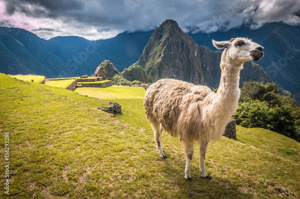 Obraz Lama w Machu Picchu