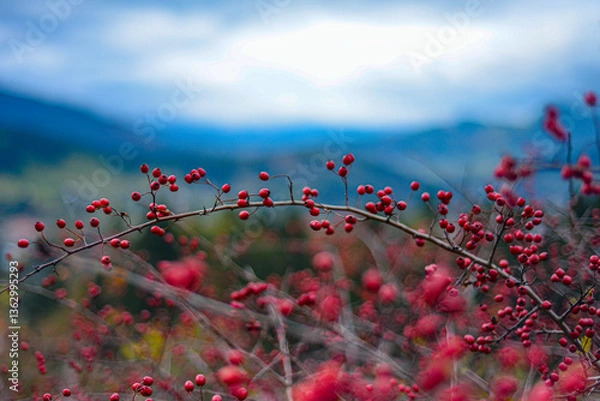 Fototapeta Wild cranberries in the mountains 