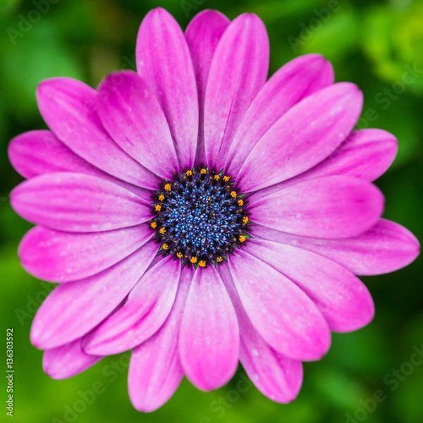 Obraz Pink Osteospermum