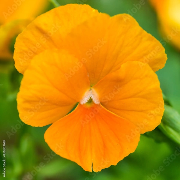 Obraz Orange Pansy