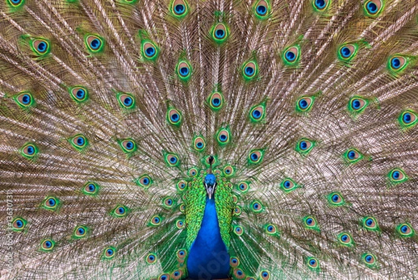 Obraz Peafowl plumage (lat. Pavo cristatus)