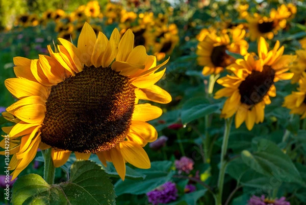 Obraz Sunflower Field in Bloom
