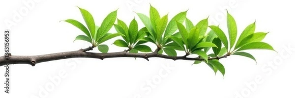 Fototapeta Long isolated tree branch on white background, nature, tree, solo