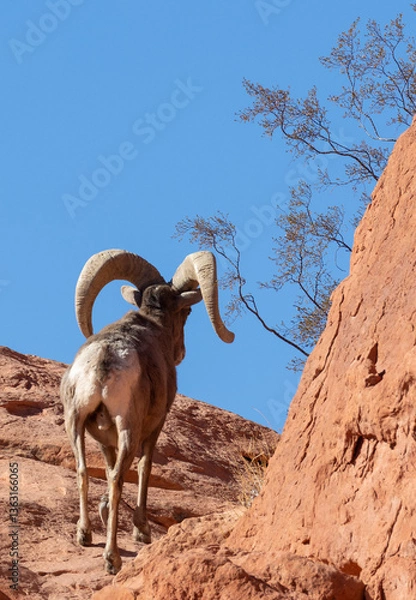 Fototapeta Desert Bighorn Sheep Ram in the Nevada Desert in Winter